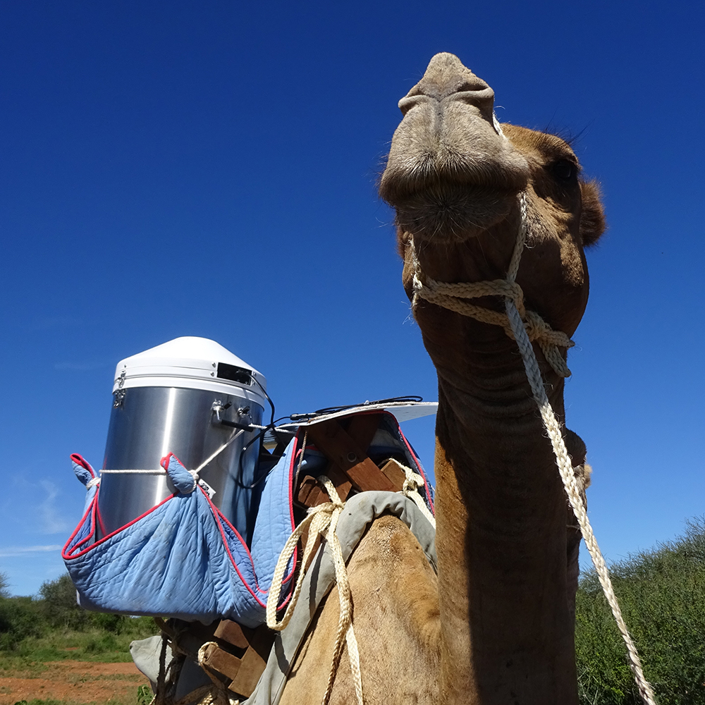 Bebardi - vaccine transportation