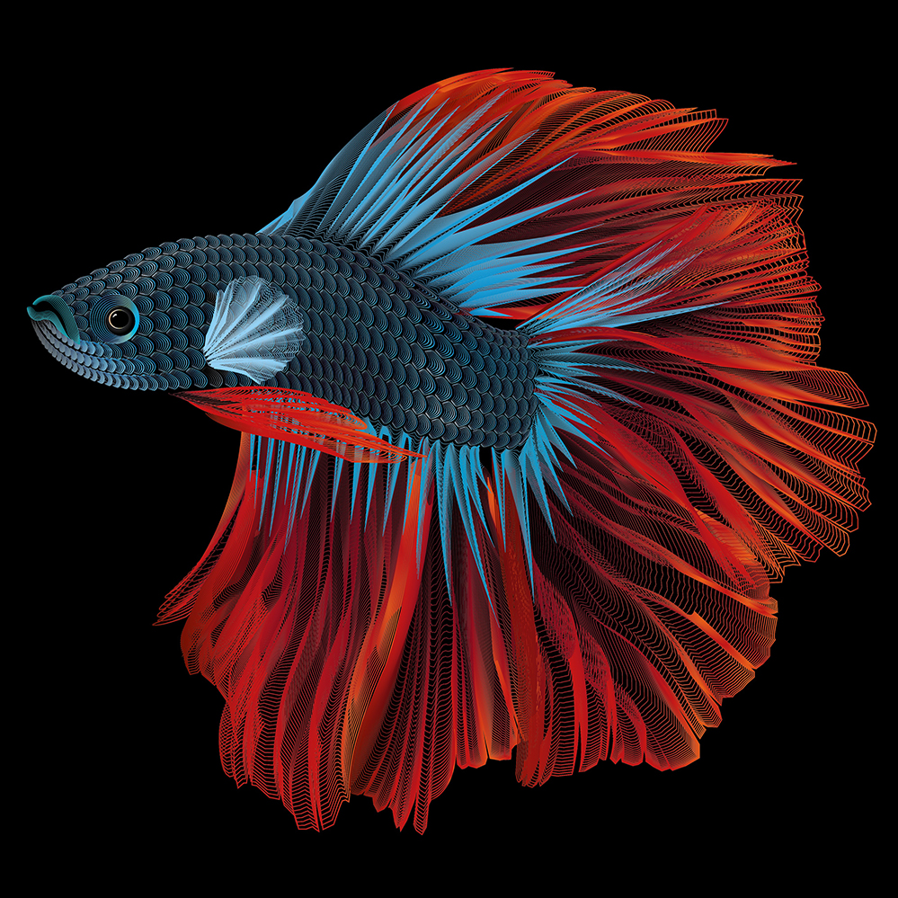 Fighting fish - Vector Illustration