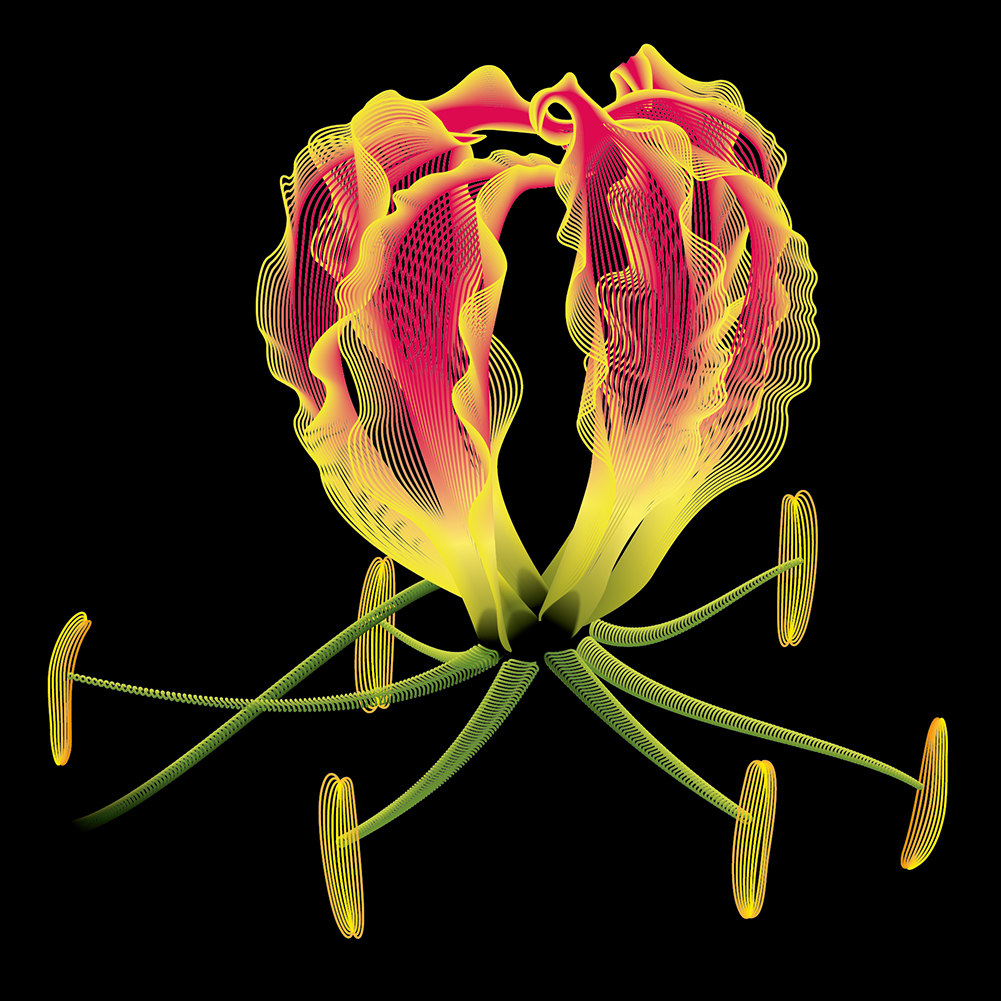 Flame Lilly - Vector Illustration