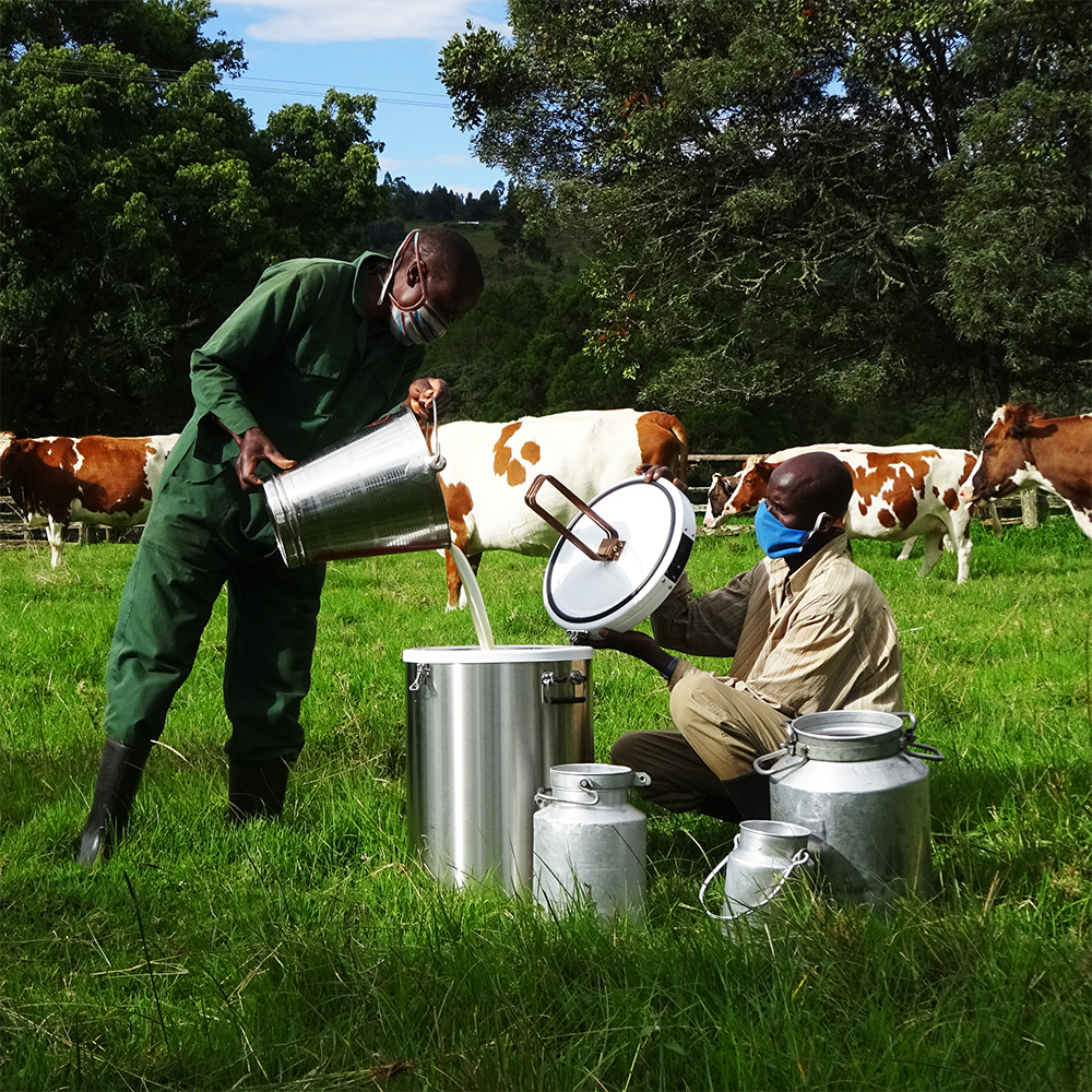 Bebardi - Pouring milk